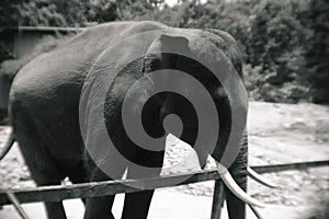 Portrait view of giant big elephant in Thailand zoo. Black and white color