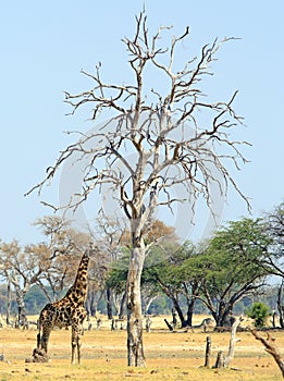 Portrait view of a giraffe standing next to a tall bare woody tree against a natural pale blue sky