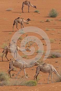 A portrait view of a group of dromedary camels Camelus dromedarius walking acorss the desert sand in the United Arab Emirates