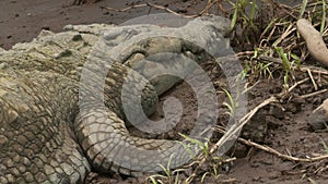 Portrait View | Huge Orinoco Crocodile, Colombia