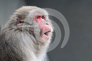 Portrait view of Japanese Macaque
