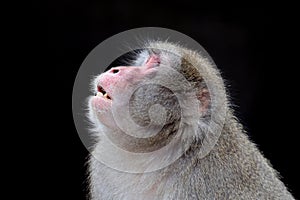 Portrait view of Japanese Macaque