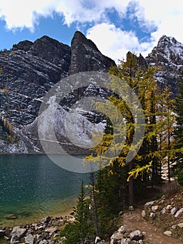 Portrait view of Lake Agnes in fall with yellow colored larch trees and hiking path along the shore near Lake Louise, Canada.