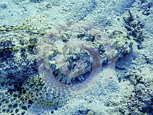 portrait view from a large crocodile fish on the seabed in the red sea