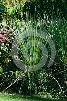 Portrait View Lemongrass Or Cymbopogon Bushy Leaves Plant Grows Fresh And Tidy In The Garden
