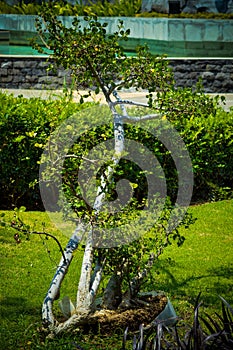 Portrait View Natural Beauty Of Streblus Asper Plant Growing Amidst Green Grass In The Garden