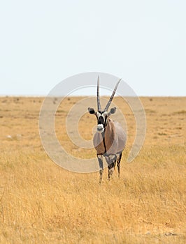 Portrait view of an Oryx standing on the dry African Plains