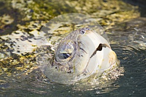 Portrait view p Green Sea turtle  from Grand Cayman Island