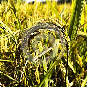 Portrait view peddy rice in a field
