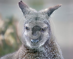 Portrait view of a Red-necked wallaby