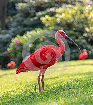 Portrait view of a Scarlet Ibis