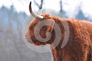 Portrait view of Scottish Highland Cattle with dark  brown long and scraggy fur photo