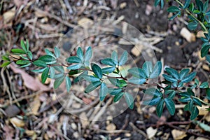 Portrait view of small green leaf plant