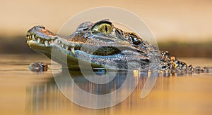 Portrait view of a Spectacled Caiman photo