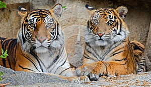 Portrait view of Sumatran tiger Panthera tigris sumatrae