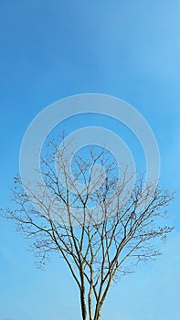 A portrait view of a tree in winer.