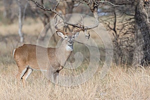 Portrait view of whitetail buck