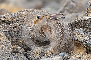 Portrait of vigilant European Hare Lepus europeaus hiding in stones and relying on camouflage