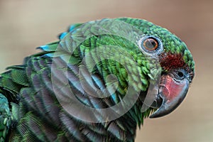 Vinaceous-breasted Parrot