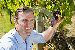 Portrait of vintner examining grapes in vineyard