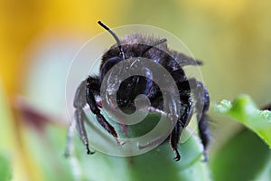 Portrait of violet carpenter bee, Xylocopa violacea