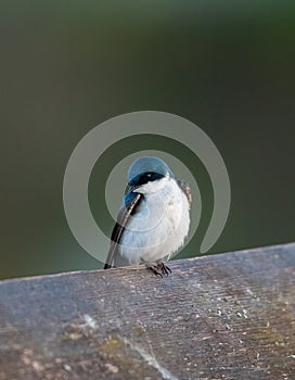 Portrait of violet green swallow