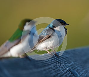 Portrait of violet green swallow