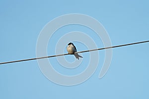 Portrait of violet green swallow