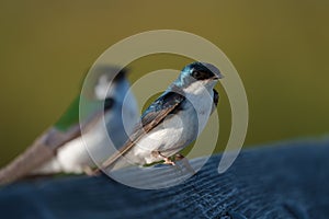 Portrait of violet green swallow