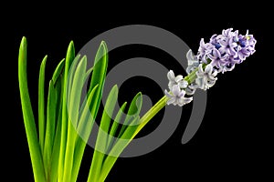 Portrait of violet hyacinth flower on the black background