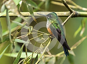 Portrait of Violet-tailed Sylph hummingbird perching,Ecuador