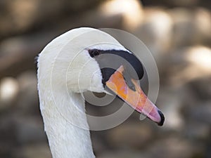 Portrait of vulgar swan