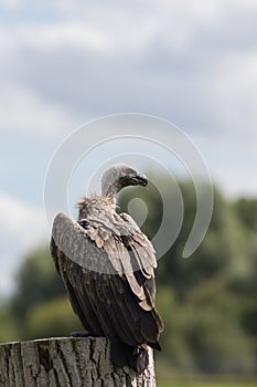 Portrait of a vulture. Endangered African animal standing alone.
