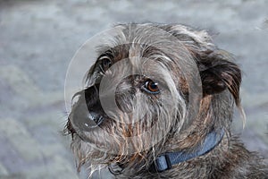 Portrait of a wakeful schnauzer mixed dog