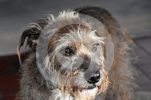 Portrait of a wakeful schnauzer mixed dog
