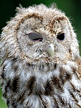 Portrait Waldkauz -Tawny owl or Brown owl  Strix aluco photo
