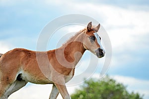 Portrait of walking  beautiful  sorrel foal of sportive breed at freedom against sky background. cloudy day. close up