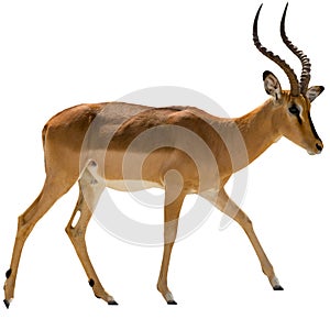 Portrait of walking Blackfaced Impala isolated on white