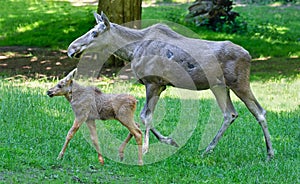 Portrait of a walking Cow moose and her calf