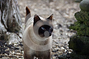 A portrait of a walking cross-eyed siamese cat