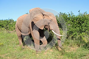 Portrait of a walking Elephant in the Addo Elephant National Park, South Africa.