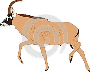 Portrait of a walking horse antelope