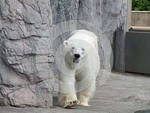 Portrait of walking Polar Bear