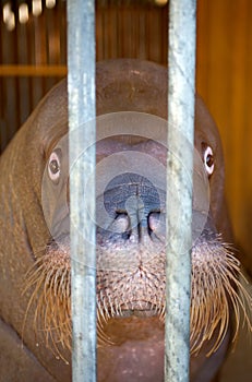 Portrait of a walrus