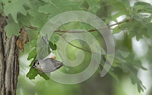Portrait of a Warbling hanging from a leaf photo