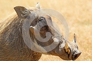 Portrait of a warthog