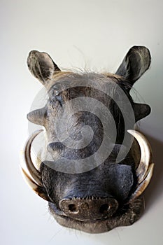Portrait of Warthog with big tusks