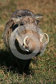 Portrait of Warthog with big tusks