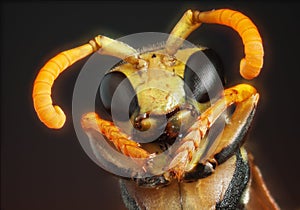 Ritratto vespa 