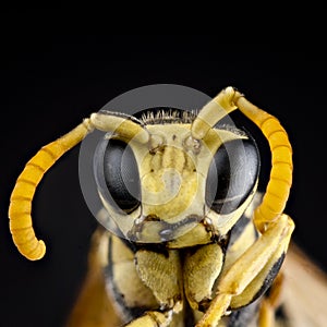 Portrait of a wasp